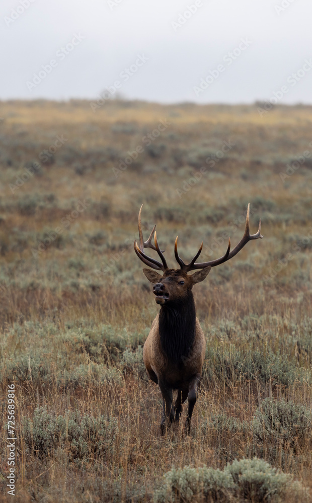 Bull Elk During the Rut in Wyoming in Autumn Bull Elk During the Rut in Wyoming in Autumn