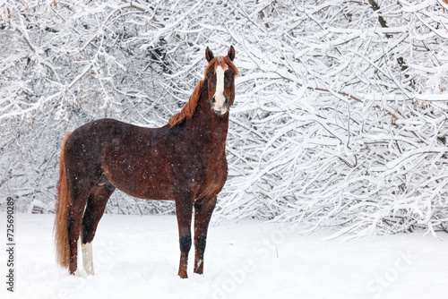 Obraz na płótnie Arabian horse in the nature background, winter scene with strong snow storm, snowflakes covered animal. w salonie