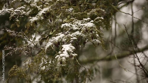 Wallpaper Mural snow falling on trees in the forest (heavy blizzard freeze out in nature) conifer trees with needles (hemlock, pine, fir) winter scene footage close up storm (flakes, snowing) Torontodigital.ca