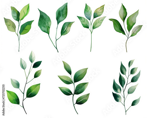 Collection of green watercolor foliage plants clipart on white background. Botanical spring summer leaves illustration. Suitable for wedding invitations, greeting cards, frames and bouquets. 