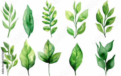 Collection of green watercolor foliage plants clipart on white background. Botanical spring summer leaves illustration. Suitable for wedding invitations  greeting cards  frames and bouquets. 