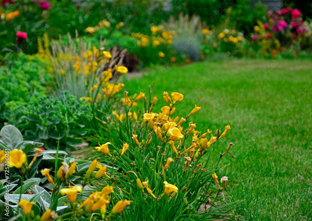 Liliowiec 'Stella de Oro', obwódka rabaty z zóltego liliowca, Hemerocallis, Yellow lilies next to the border in the garden, border made of yellow daylilies