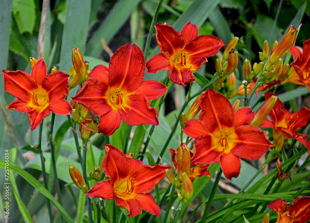 czerwone liliowce, Hemerocallis,  red lily in garden, 