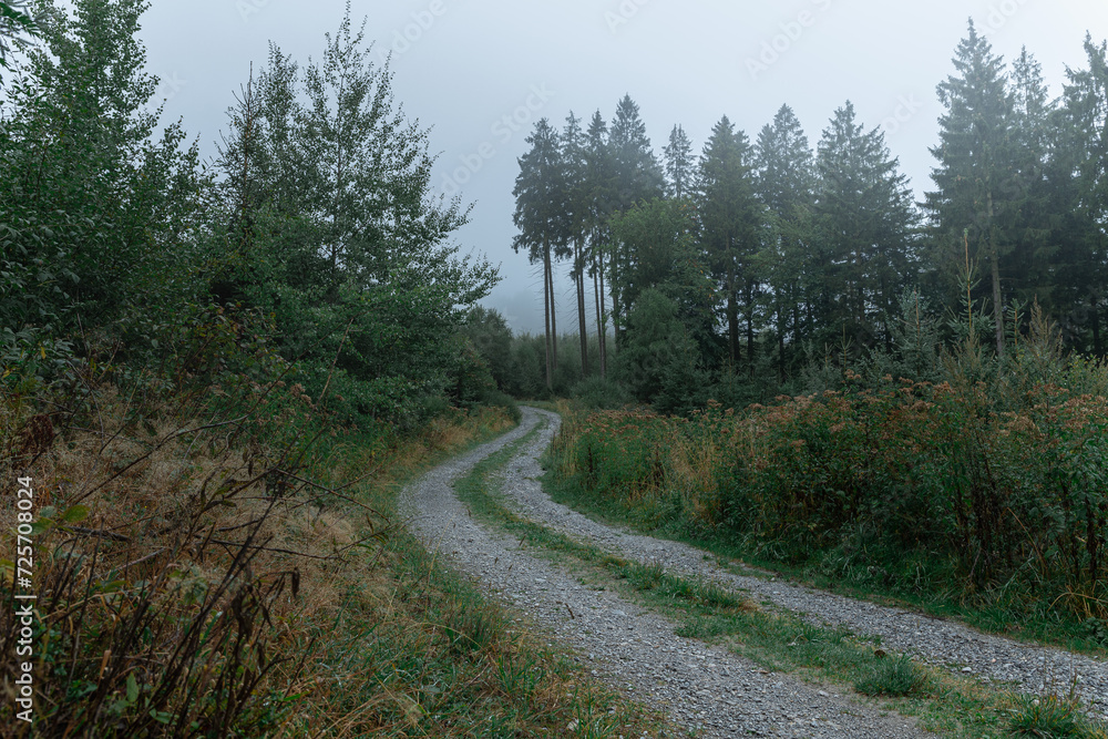 Weg, der durch eine düstere Waldszene führt mit morgendlichem Dunst