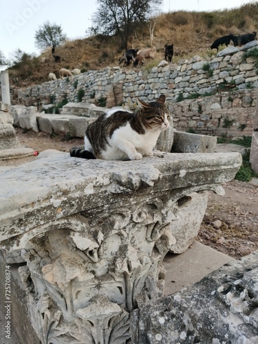 Gato sobre columna grecorromana antigua