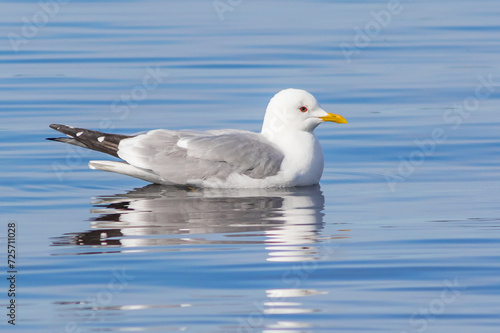 A gray water gull swims in the blue river water.
