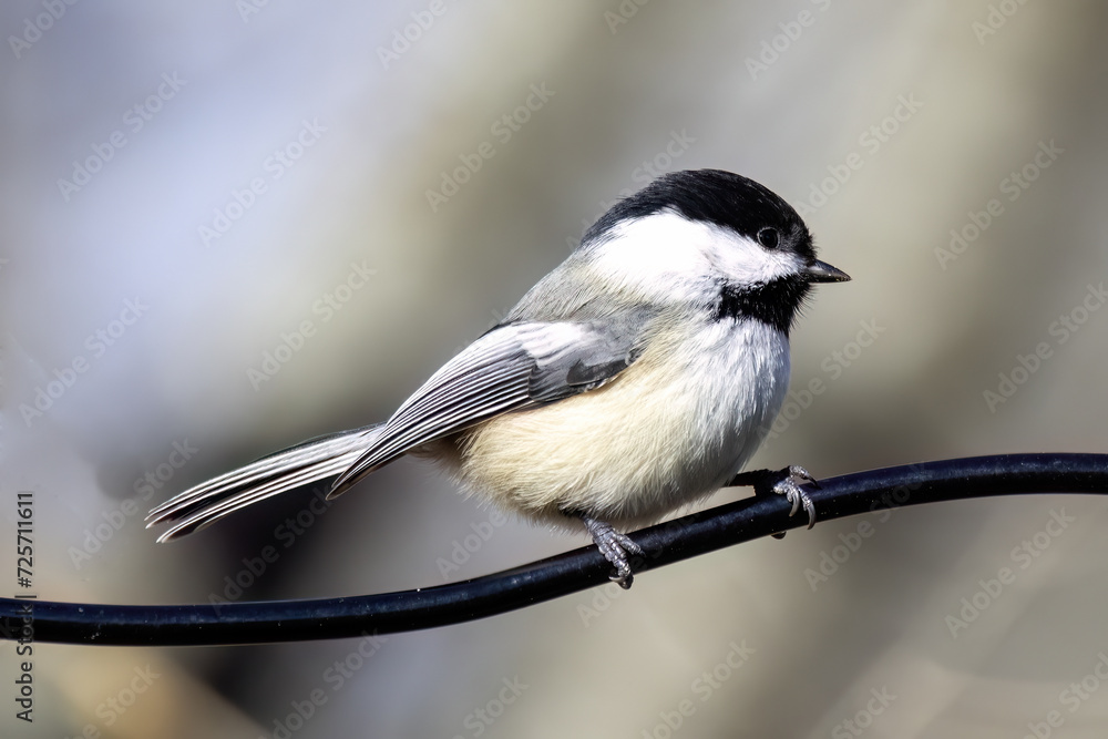 Fototapeta premium The black-capped chickadee (Poecile atricapillus)