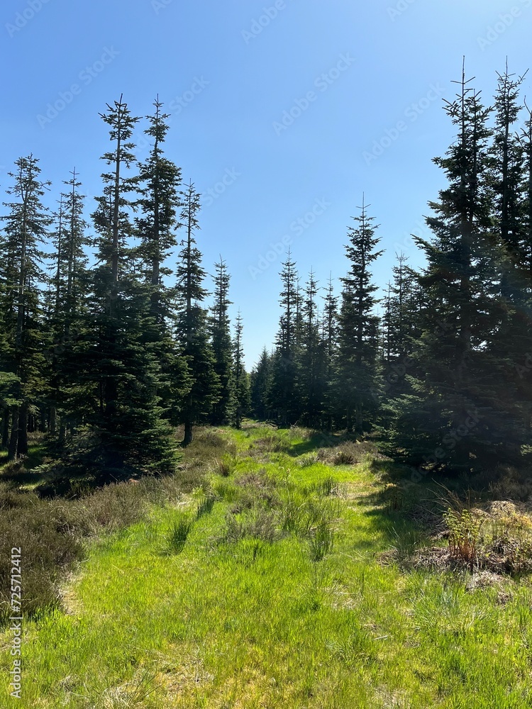 pine forest in the mountains pine forest in the mountains