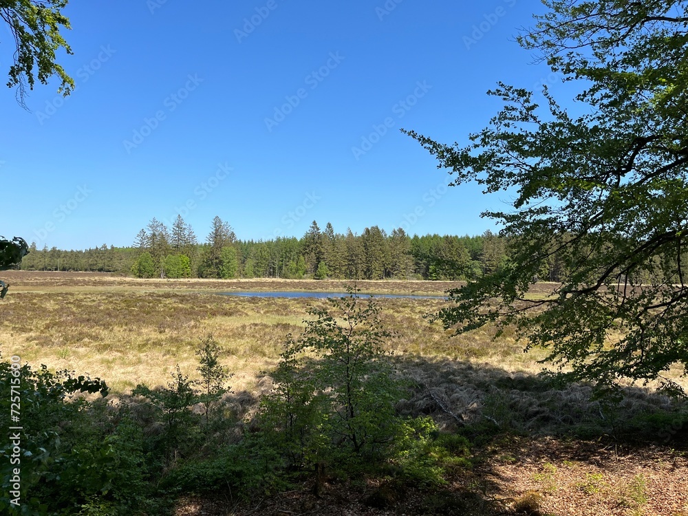 Obraz premium landscape with trees