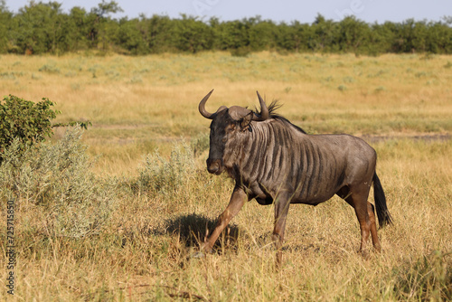 Streifengnu   Blue wildebeest   Connochaetes taurinus.