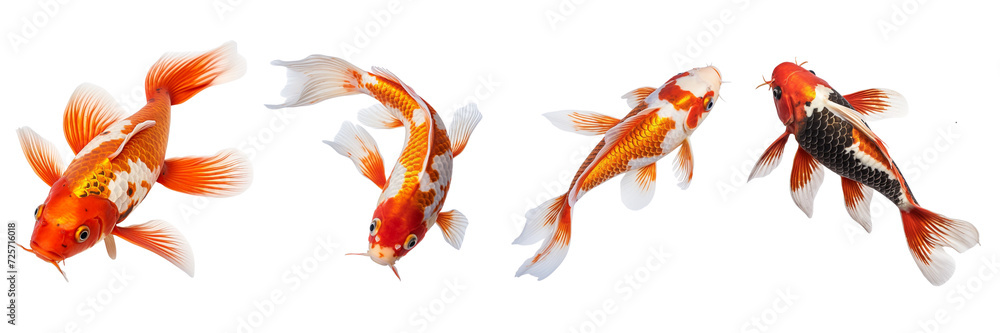 Fototapeta premium Set of a photo image of a Koi Fish on a Transparent Background