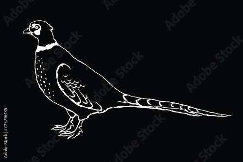 Vector illustration of a pheasant