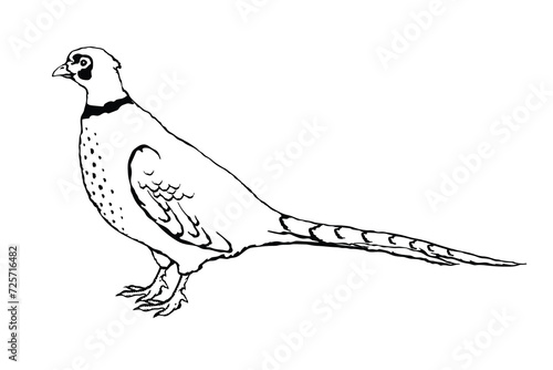 Vector illustration of a pheasant