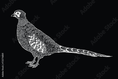 Vector illustration of a pheasant