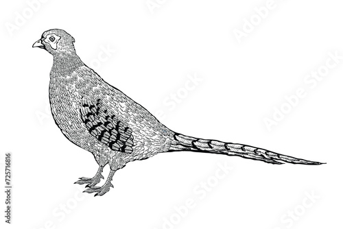 Vector illustration of a pheasant photo