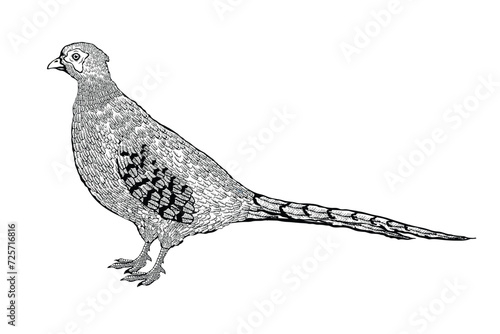 Vector illustration of a pheasant