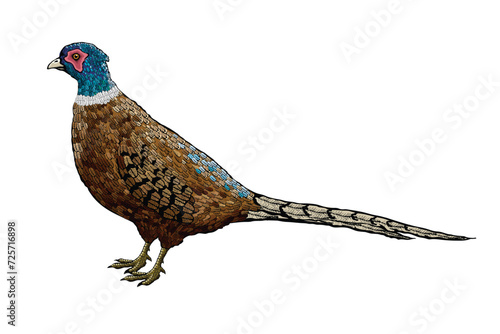 Vector illustration of a pheasant