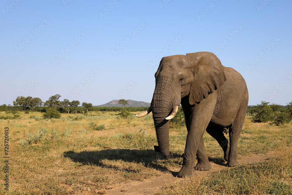 Obraz premium Afrikanischer Elefant / African elephant / Loxodonta africana