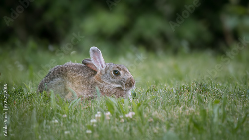 A European Rabbit  Oryctolagus cuniculus  grazes peacefully  its fur glistening in the soft light amidst the verdant grass.