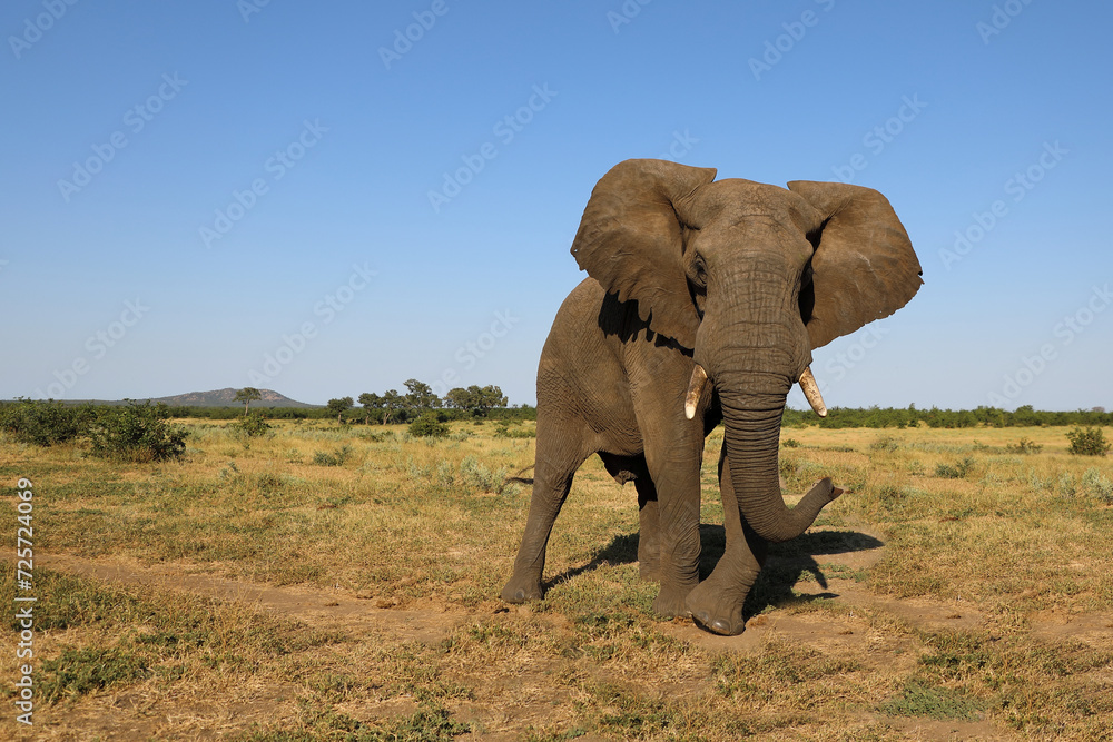 Obraz premium Afrikanischer Elefant / African elephant / Loxodonta africana