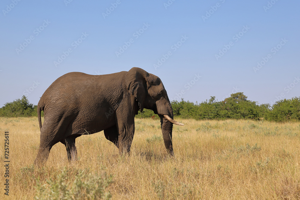 Fototapeta premium Afrikanischer Elefant / African elephant / Loxodonta africana