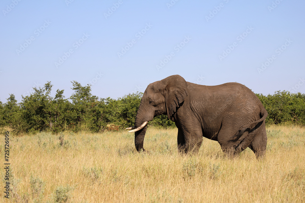 Afrikanischer Elefant / African elephant / Loxodonta africana Afrikanischer Elefant / African elephant / Loxodonta africana