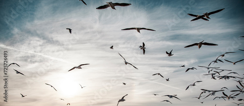 Canvas Print a flock of birds flying in the sky