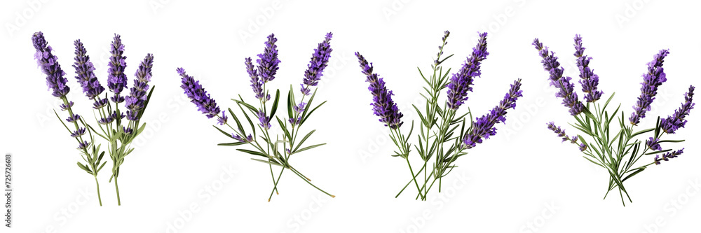 Set of a lavender flower stems with leaves isolated cutout on a Transparent Background