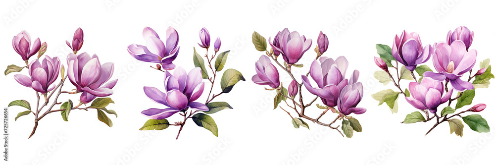 Set of a watercolor painting of a purple magnolia flowers with branches and green leaves on a Transparent Background