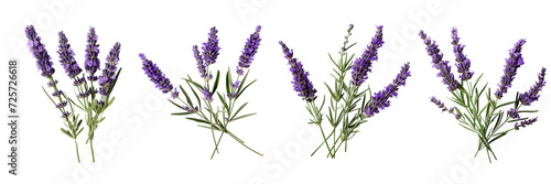 Set of a lavender flower stems with leaves isolated cutout on a Transparent Background