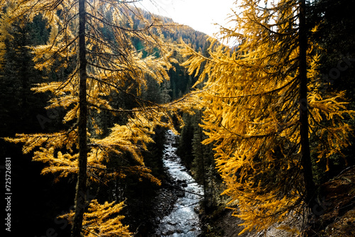 Fototapeta Naklejka Na Ścianę i Meble -  swiss national park, Parc Naziunal Svizzer, in autumn - engading, switzerland - rolling alps with orange green and red colours - river running straight through the swiss national park