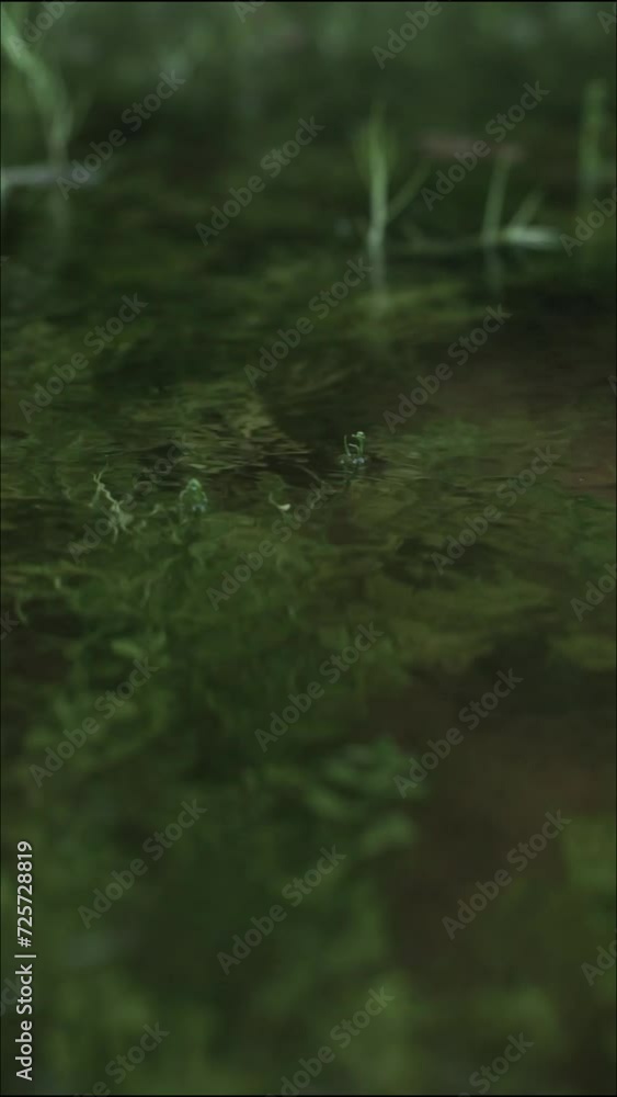 Raindrops on the water. Tropical rain forest Raindrops on the water. Tropical rain forest