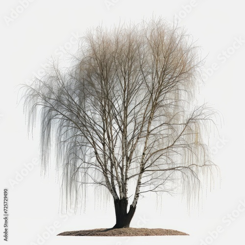 Elegant branches of Salix babylonica L. Weeping Willow tree on a clean white background. This image emphasizes the intricate details of the tree's leaves. Makes it possible to see unique species
