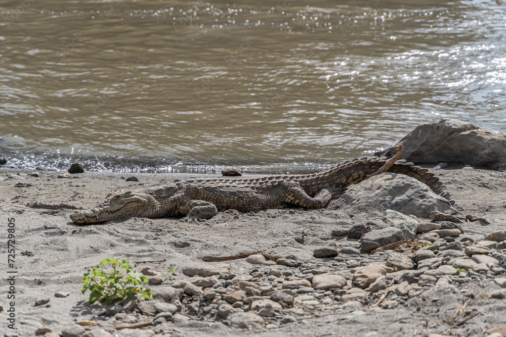 Obraz premium Alligators resting on rocks in the river at Awash Falls in Afar, Northern Ethiopia