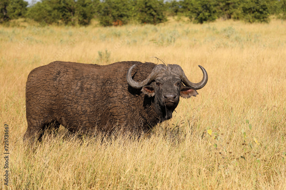 Kaffernbüffel / African buffalo / Syncerus caffer Kaffernbüffel / African buffalo / Syncerus caffer