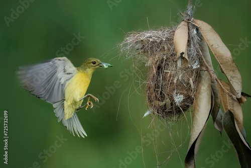 Olive-backed sunbird feeding the chick photo