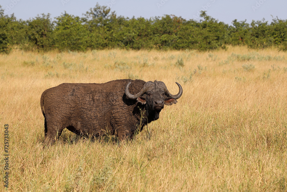 Kaffernbüffel / African buffalo / Syncerus caffer Kaffernbüffel / African buffalo / Syncerus caffer