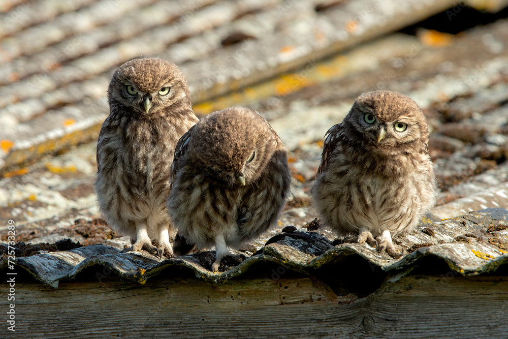 Adorable baby owlets perched on a rooftop adjacent to a charming barn Adorable baby owlets perched on a rooftop adjacent to a charming barn