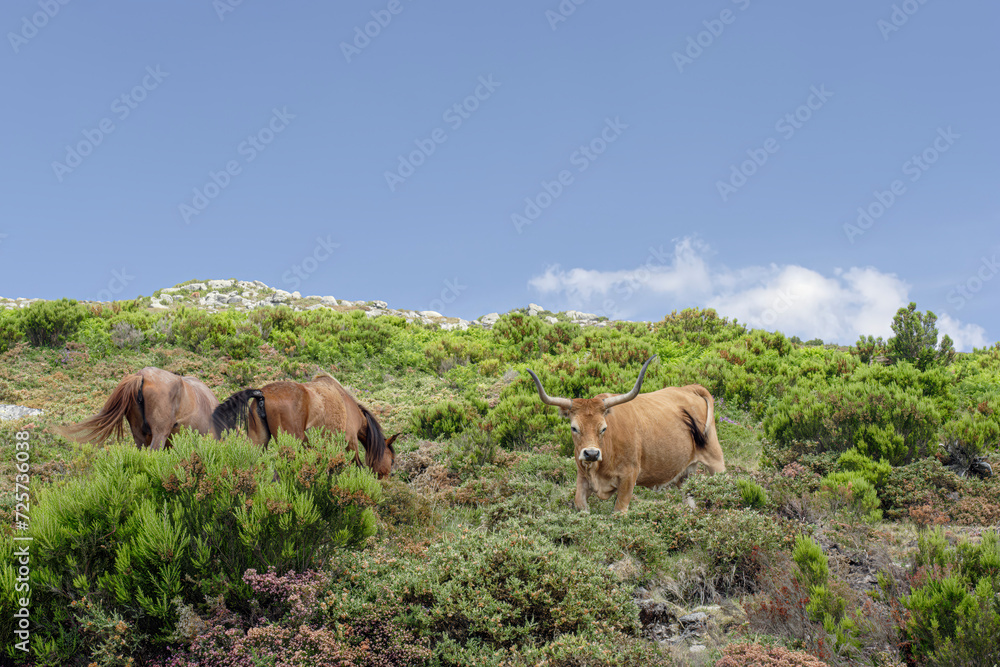 Semi-wild Peneda Geres National Park cattle Semi-wild Peneda Geres National Park cattle