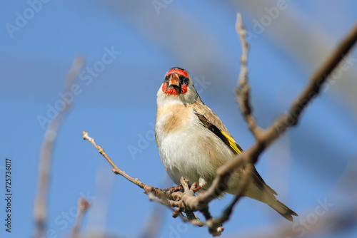 Beautiful perched goldfinch