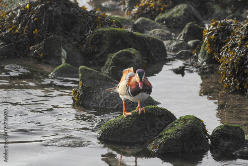 Mandarin duck in the Douro river during low tide