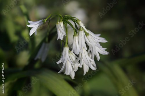 Wild white bell flowers