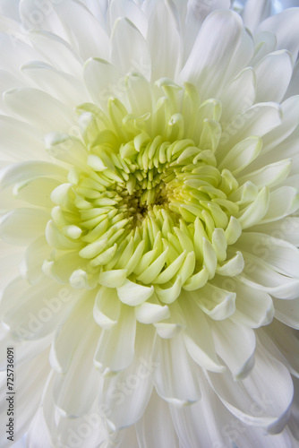 close up of white chrysanthemum (ID: 725736091)