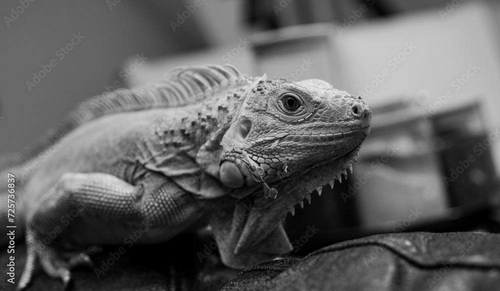 Fototapeta premium Green iguana black and white image