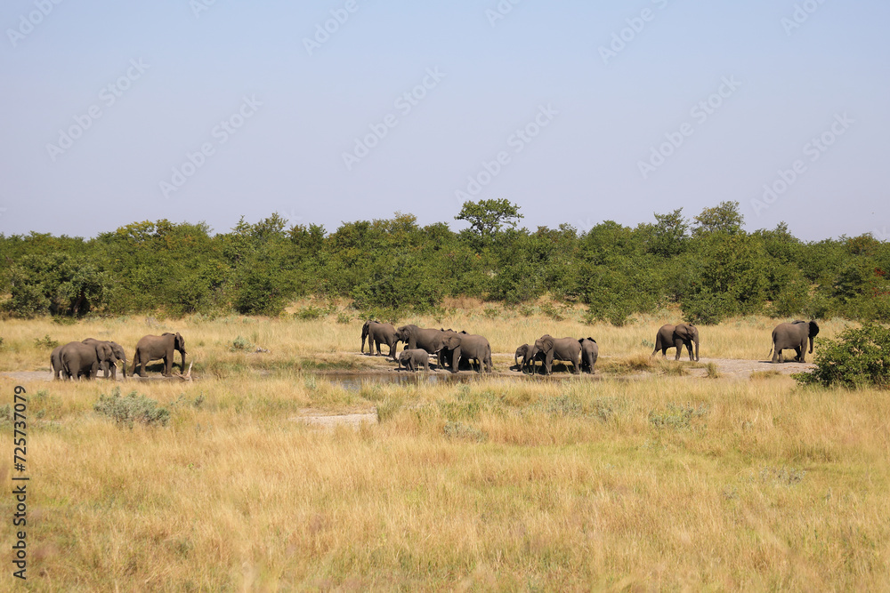 Afrikanischer Elefant / African elephant / Loxodonta africana Afrikanischer Elefant / African elephant / Loxodonta africana