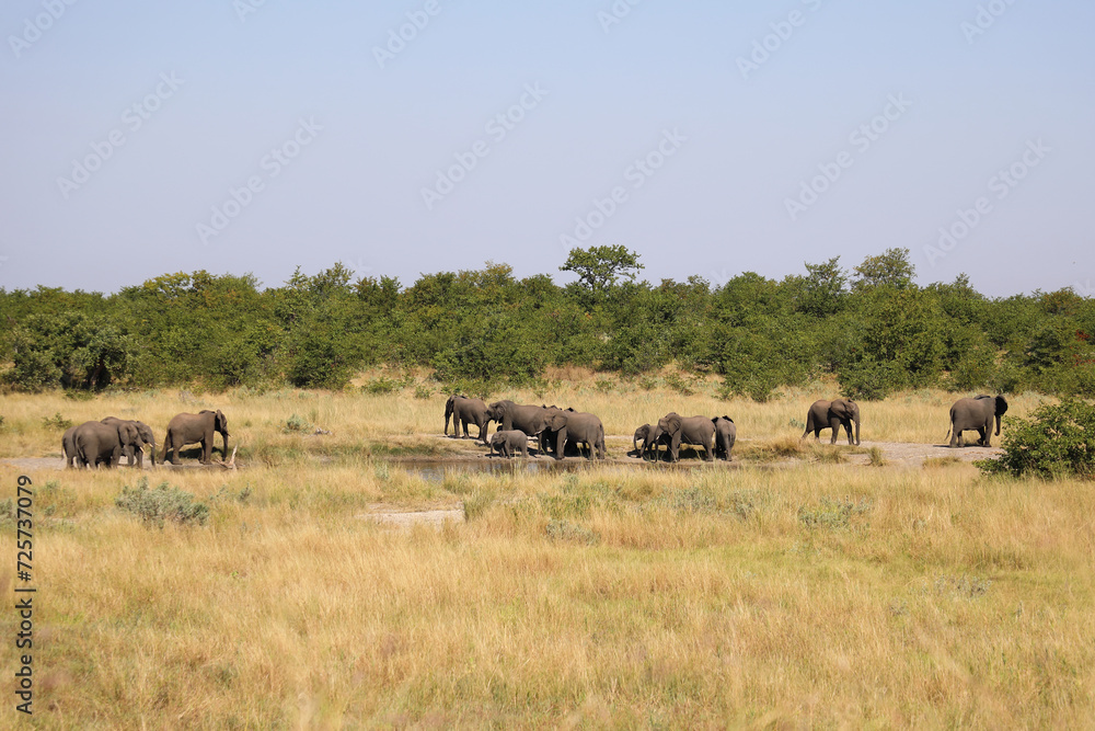 Afrikanischer Elefant / African elephant / Loxodonta africana