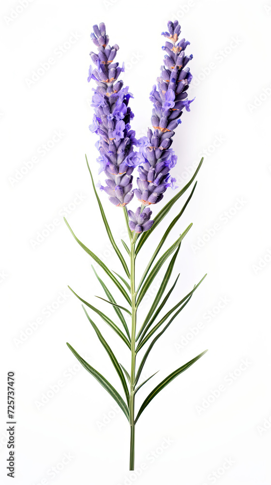 Lavender flower isolated on white background