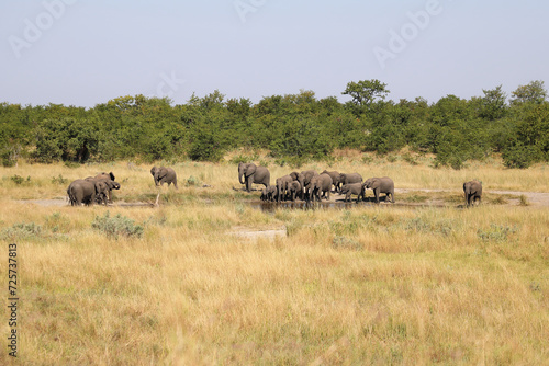 Afrikanischer Elefant / African elephant / Loxodonta africana © Ludwig