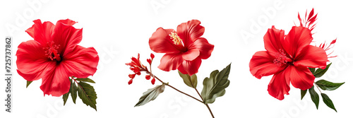 Set of a red flower and leaf  bright environment  studio lighting  captured using Canon cameras on a Transparent Background