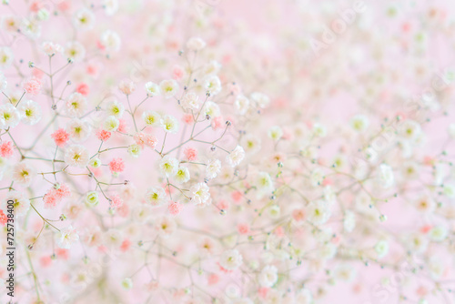 ピンクのグラデーションの染めカスミソウ © kasa